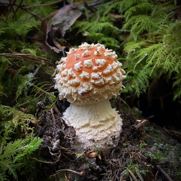 amanita muscaria