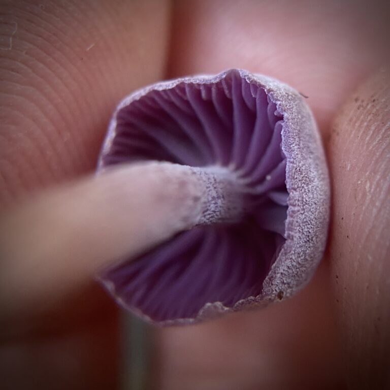 Amethyst Deceiver